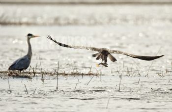 EA304424, Eastpress, Pyht��, Finland